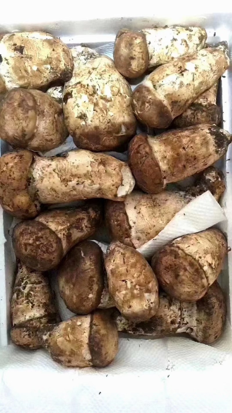 川西高原野生菌…舌尖上的美味