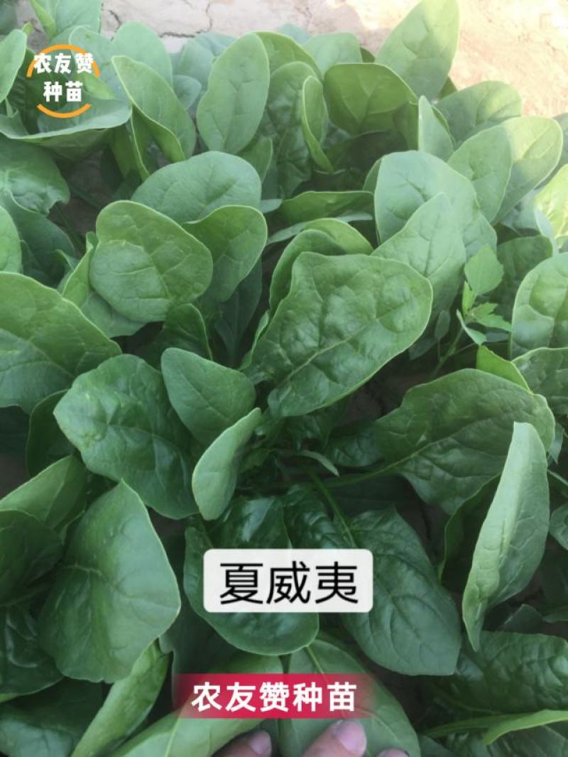 荷兰引进抗热菠菜种子夏威夷菠菜种籽适温8-35度，抗病