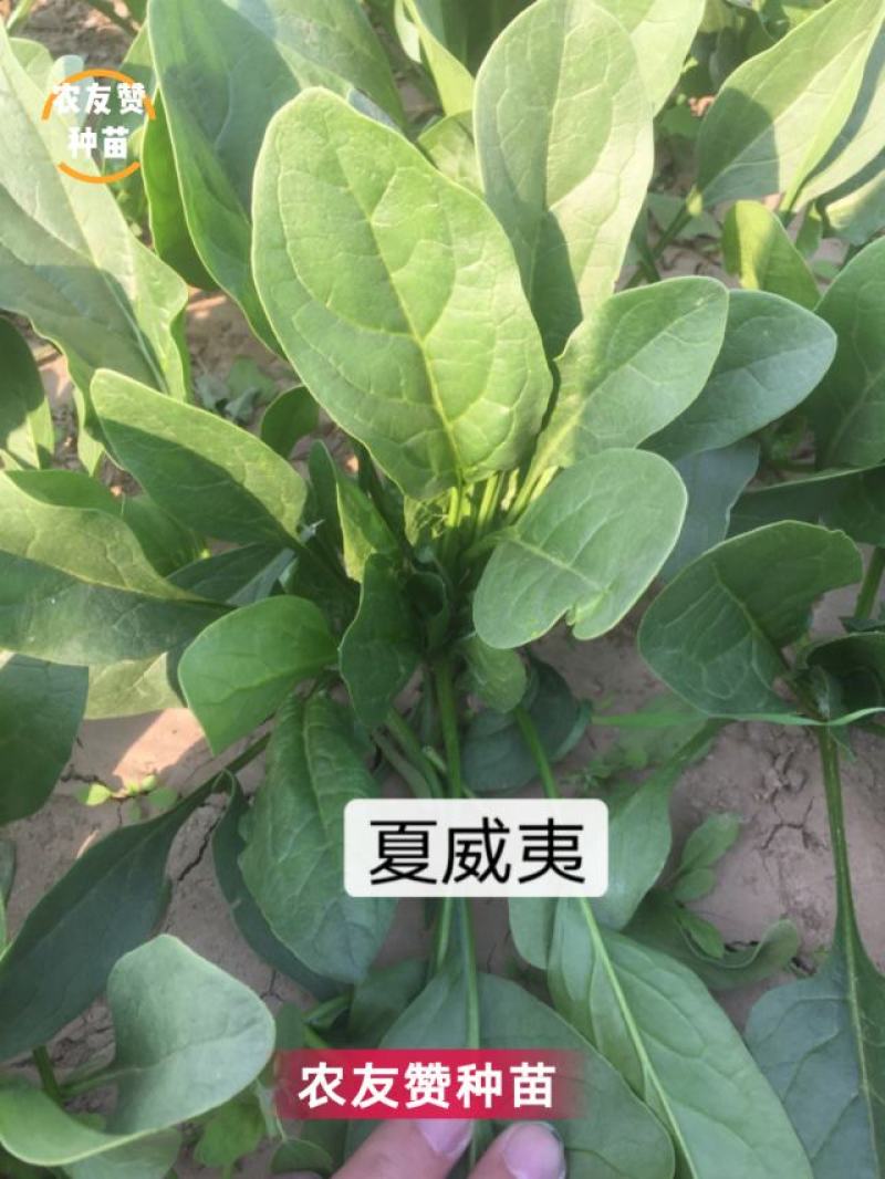 荷兰引进抗热菠菜种子夏威夷菠菜种籽适温8-35度，抗病