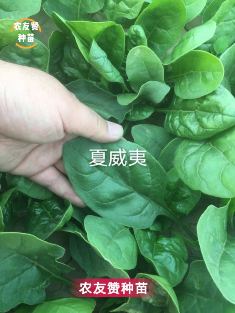 荷兰引进抗热菠菜种子夏威夷菠菜种籽适温8-35度，抗病