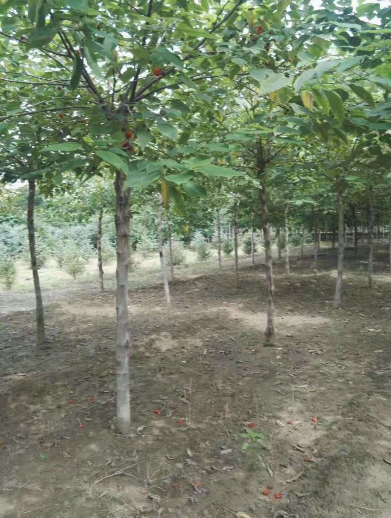 构树/绿化苗木/乔灌木/构树/构树林木/构树种苗
