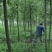 柳树直柳垂柳竹柳树行道树柳树批发柳树