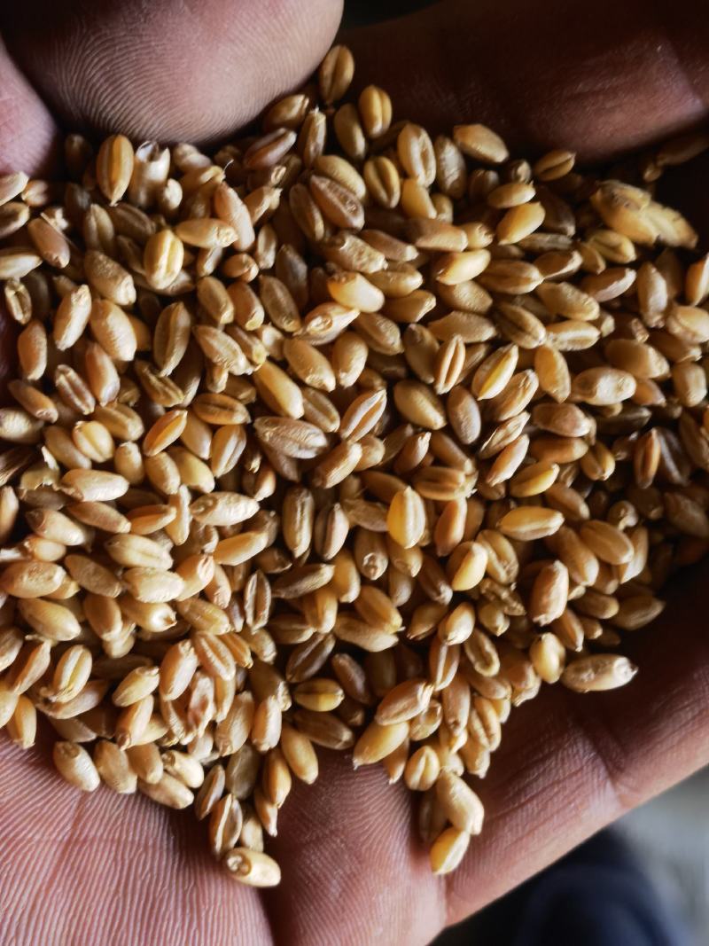 小麦大量有货