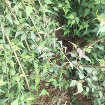 大量出售优质青梅苗一块钱一颗量大从优！欢迎订购咨询
