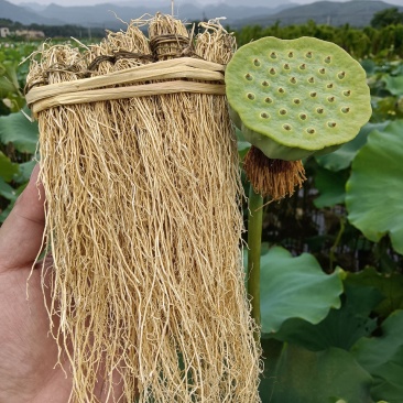 养肝草种植农户，自种自加工厂，产地发货，质量稳定