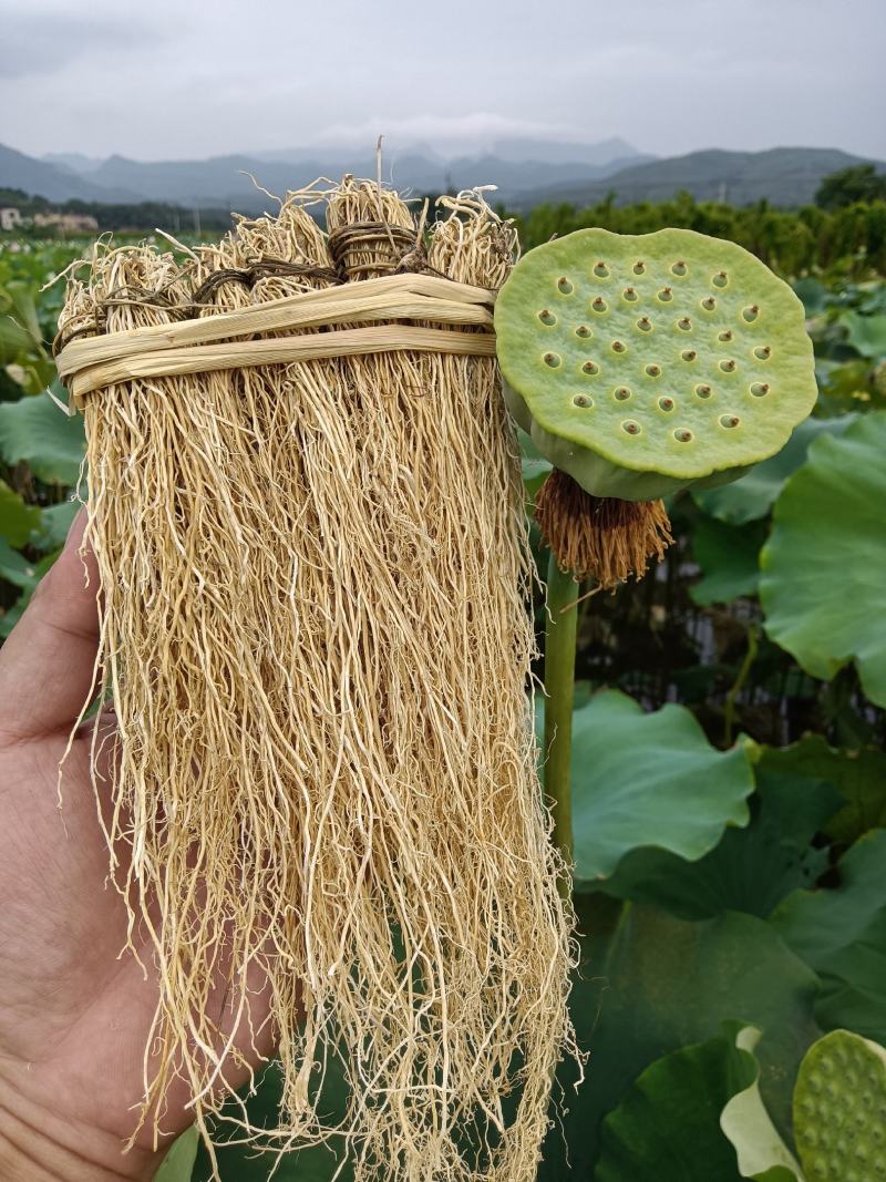 养肝草种植农户，自种自加工厂，产地发货，质量稳定