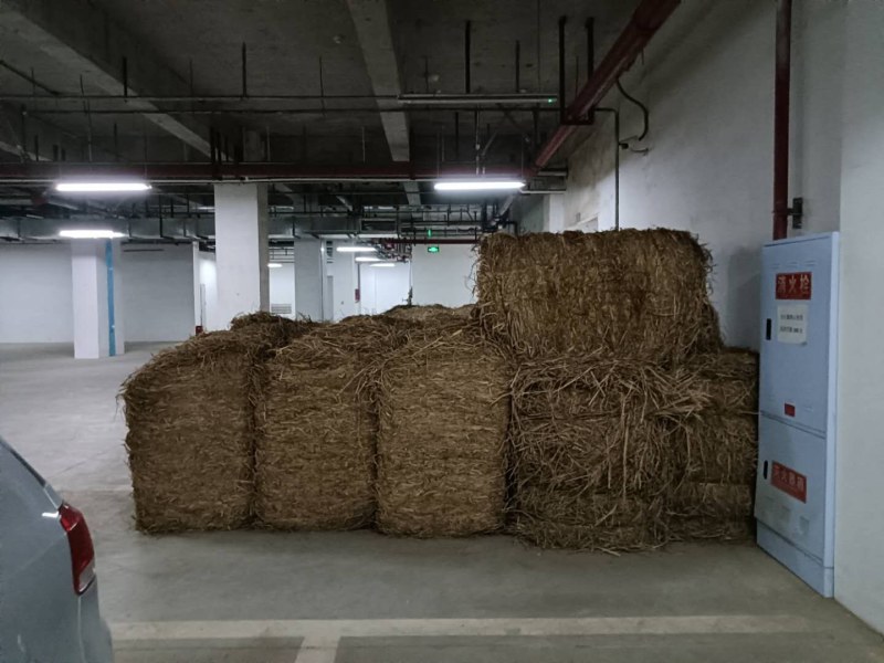 养殖稻草，营养丰富，可用于牛马羊养殖