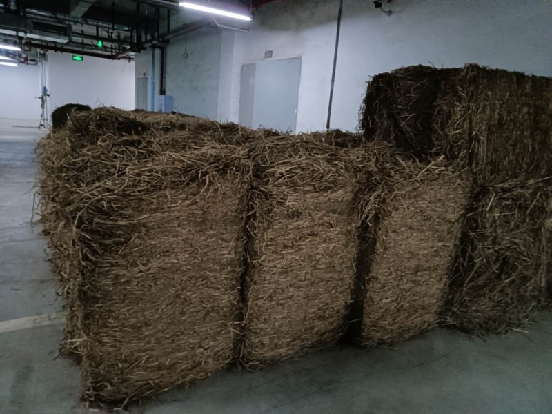 养殖稻草，营养丰富，可用于牛马羊养殖