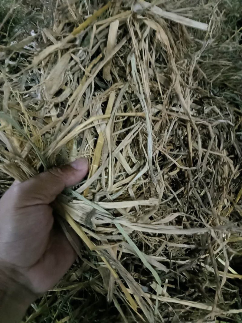 养殖稻草，营养丰富，可用于牛马羊养殖