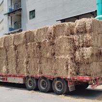养殖稻草，营养丰富，可用于牛马羊养殖