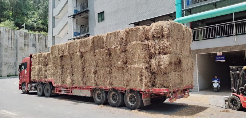 养殖稻草，营养丰富，可用于牛马羊养殖