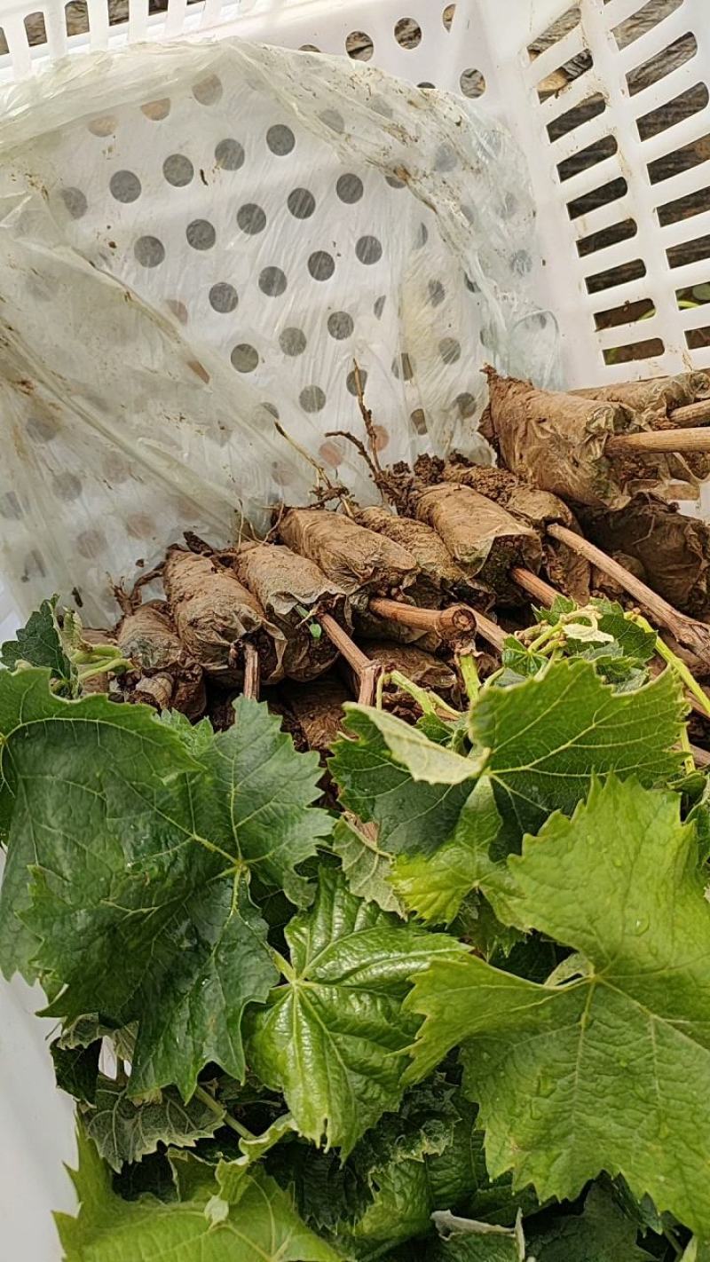 阳光玫瑰营养杯葡萄苗，三叶一心发货。