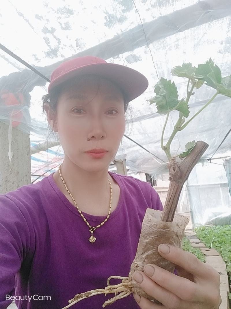 阳光玫瑰营养杯葡萄苗，三叶一心发货。