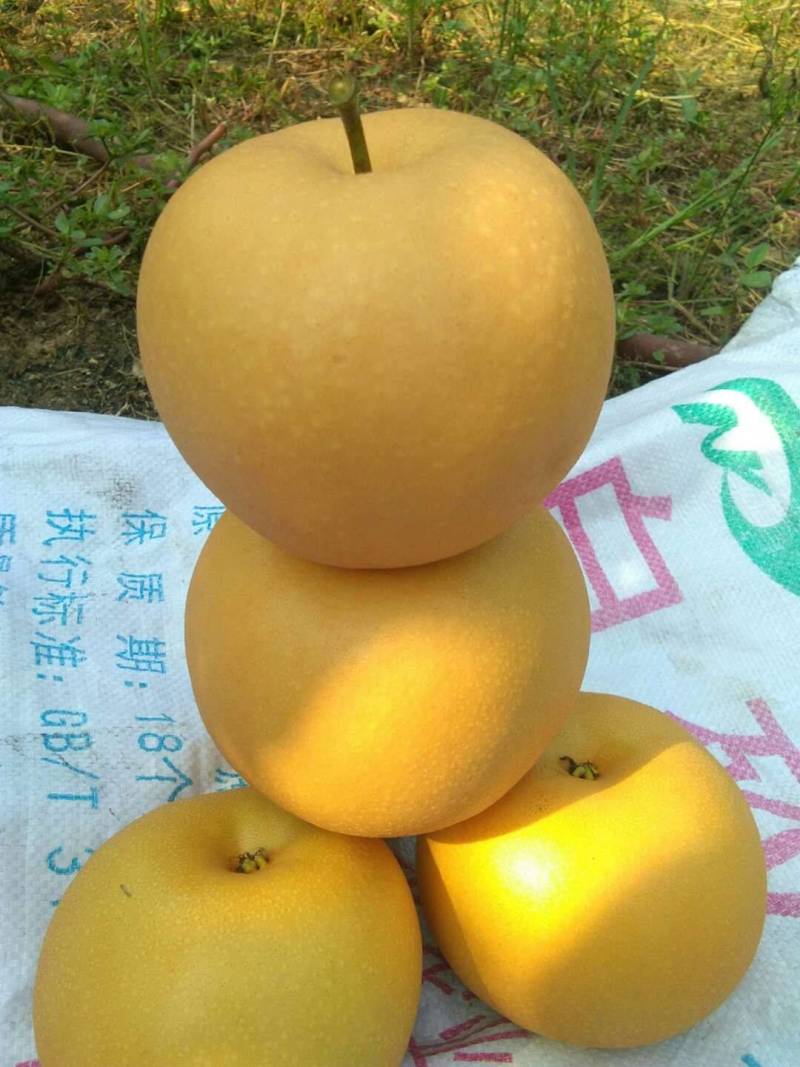 元黄梨火爆上市中，半斤起步，口感脆甜，核小肉厚，汁多味美