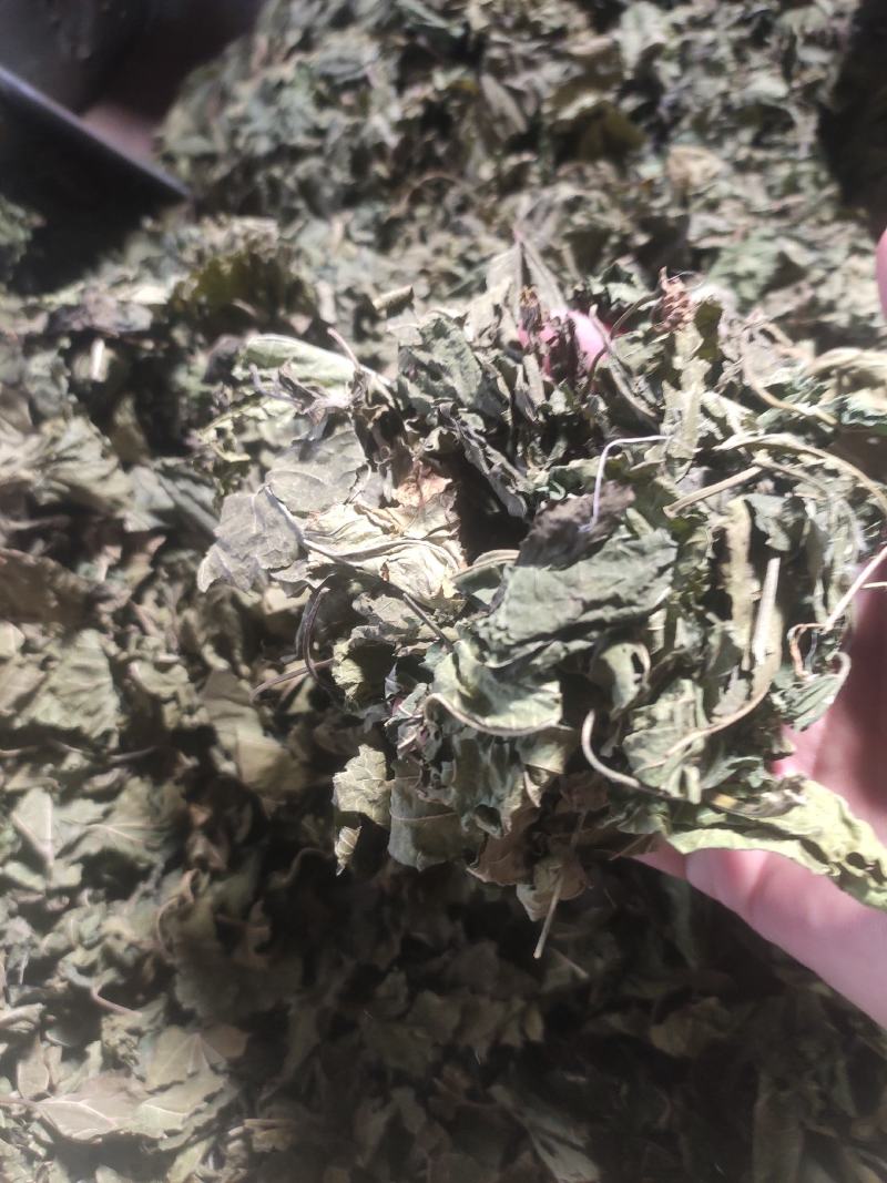 桑叶干货霜桑叶中药材量大从优欢迎选购！