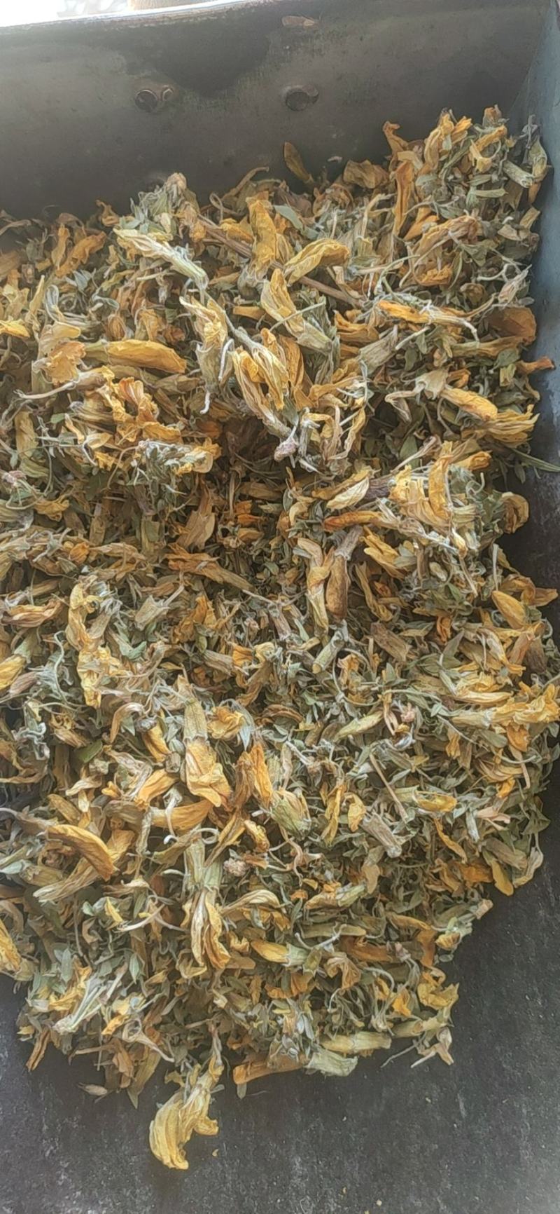 金雀花冷背药材干货欢迎选购量大从优
