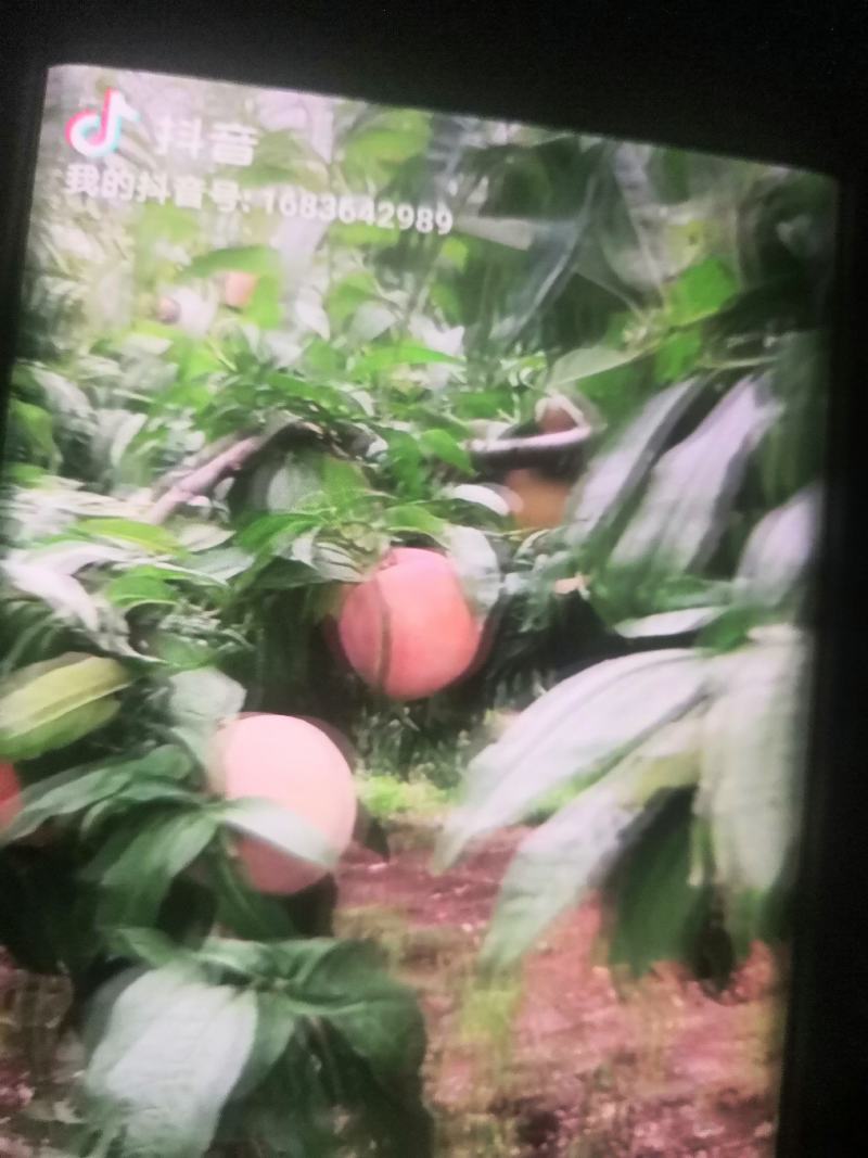 临漳县桃基地