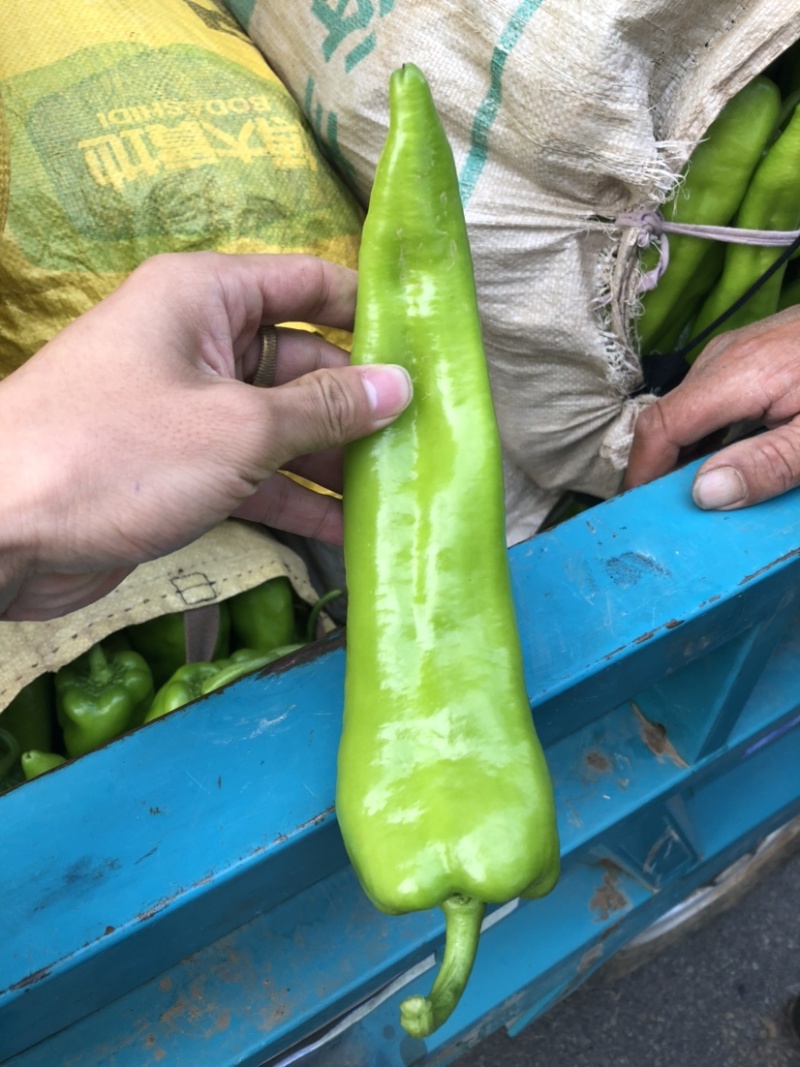 精品尖辣椒牛椒可散装，可装箱，代发全国，产地代办