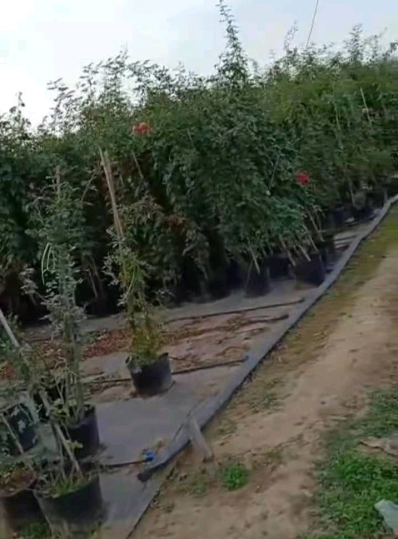 全新料PE抗老化抗暴晒除草布大小尺寸都有
