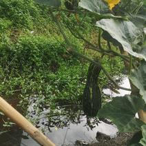 金瓜蜜本南瓜新品种甜南瓜生产基地种植和兴农场金瓜