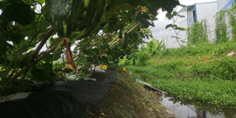 金瓜蜜本南瓜新品种甜南瓜生产基地种植和兴农场金瓜