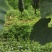金瓜蜜本南瓜新品种甜南瓜生产基地种植和兴农场金瓜
