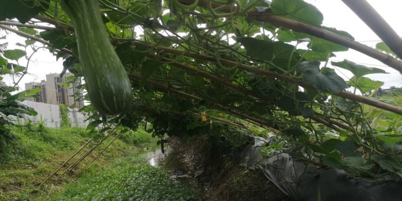 金瓜蜜本南瓜新品种甜南瓜生产基地种植和兴农场金瓜