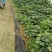 金瓜蜜本南瓜新品种甜南瓜生产基地种植和兴农场金瓜