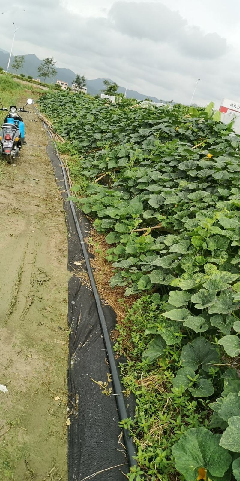金瓜蜜本南瓜新品种甜南瓜生产基地种植和兴农场金瓜