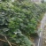 金瓜蜜本南瓜新品种甜南瓜生产基地种植和兴农场金瓜