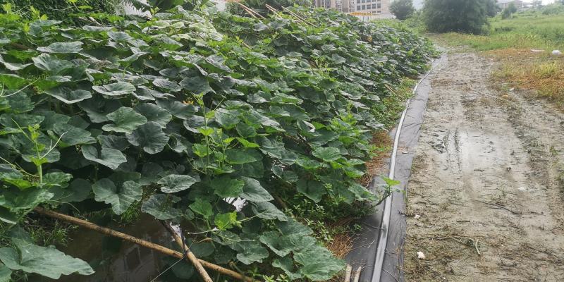 金瓜蜜本南瓜新品种甜南瓜生产基地种植和兴农场金瓜