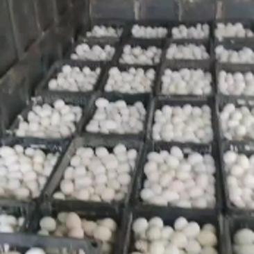 圆黄蛋，鲜鸭蛋，新鲜度高，日产1.8万斤，皮蛋加工
