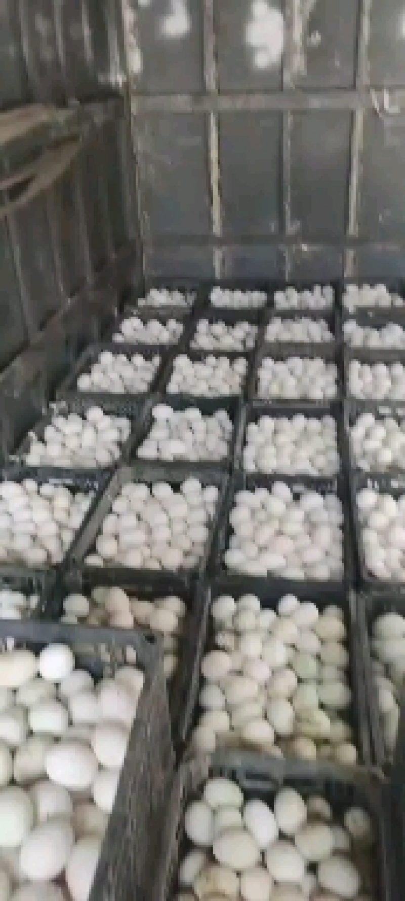 圆黄蛋，鲜鸭蛋，新鲜度高，日产1.8万斤，皮蛋加工