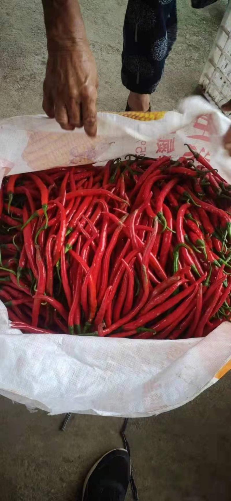 精品优质新鲜红线椒基地直供全国发货