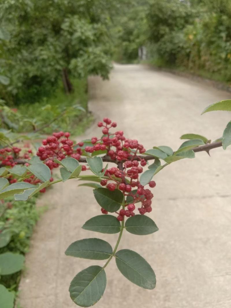 汉源花椒，青红花椒都有