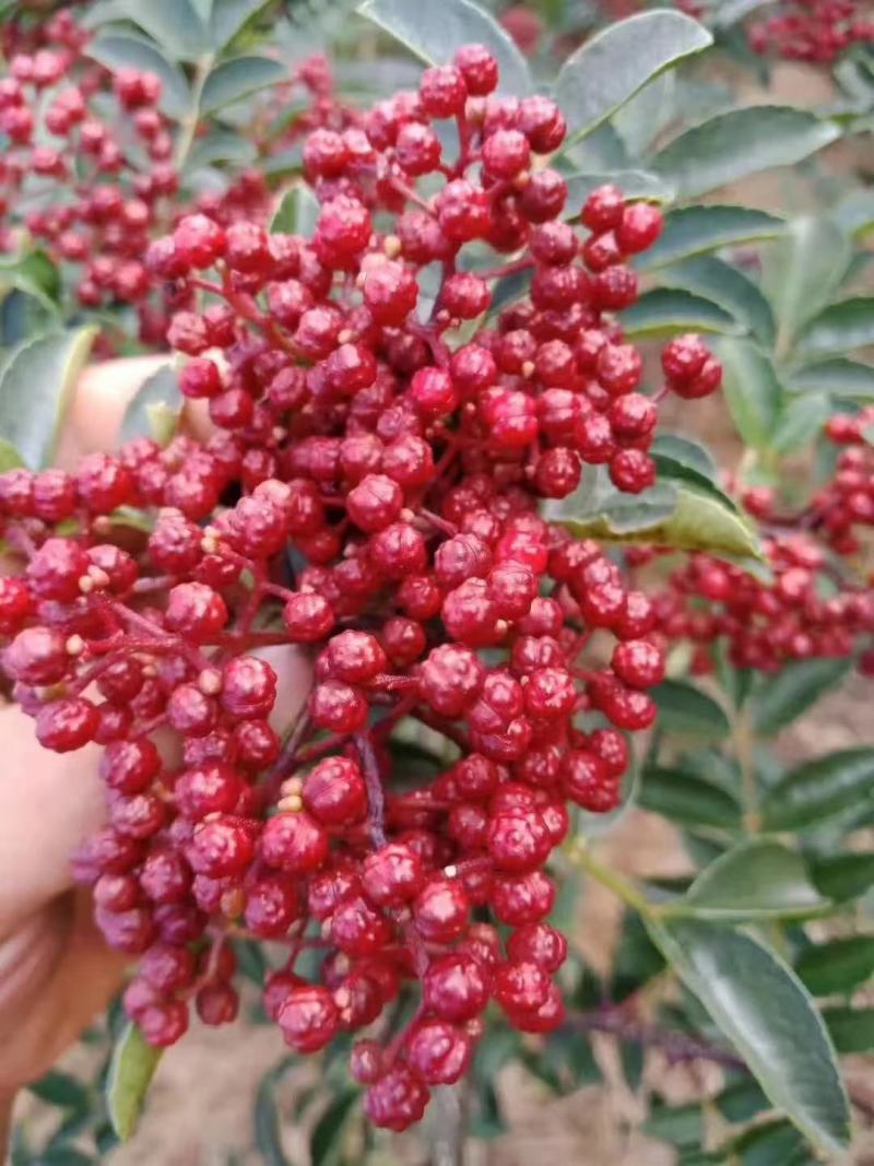 汉源花椒，青红花椒都有
