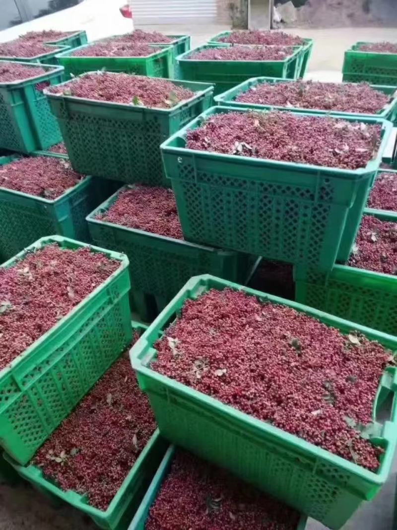 汉源花椒，青红花椒都有