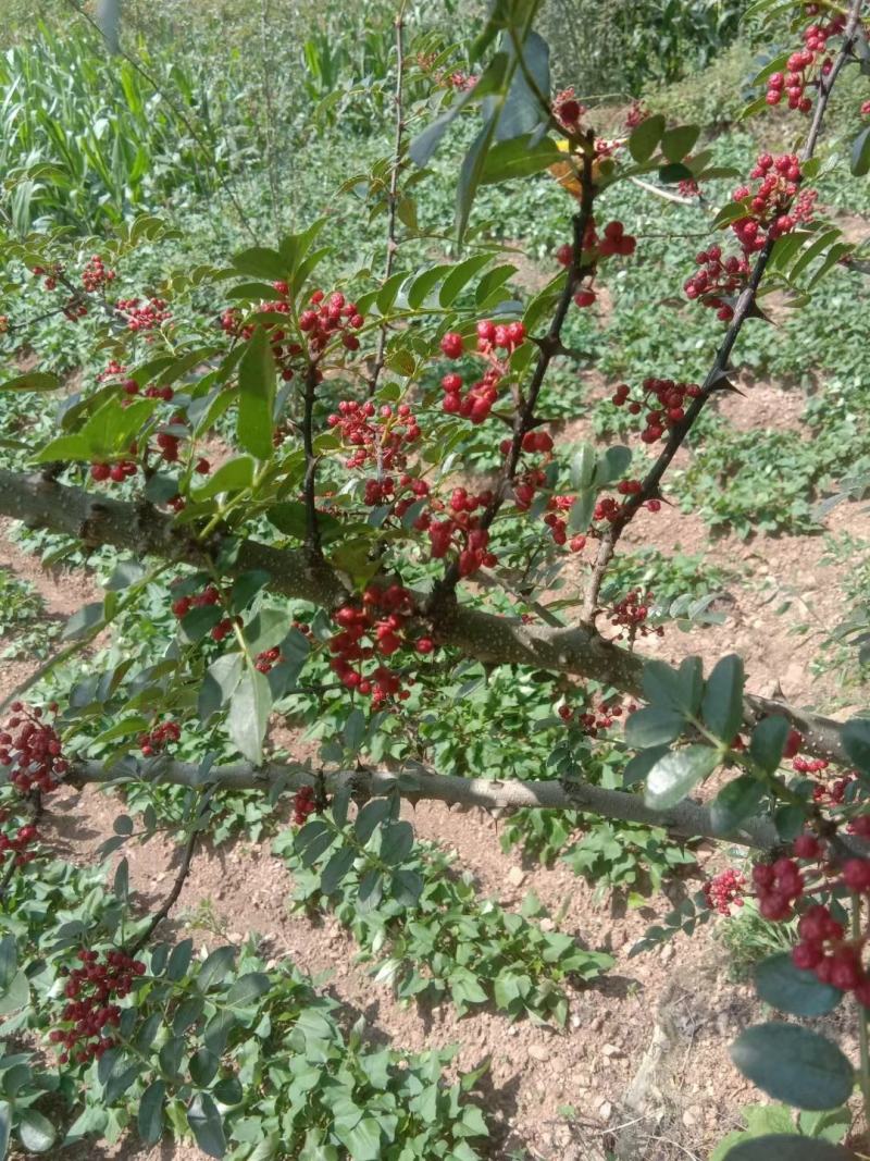 汉源花椒，青红花椒都有