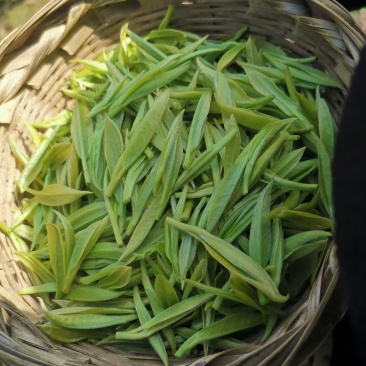 湖南省保靖黄金茶～绿茶（茶多酚含量高的绿茶）