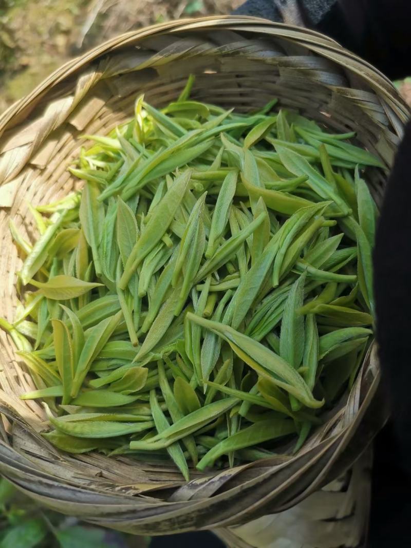 湖南省保靖黄金茶～绿茶（茶多酚含量高的绿茶）