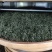 湖南省保靖黄金茶～绿茶（茶多酚含量高的绿茶）