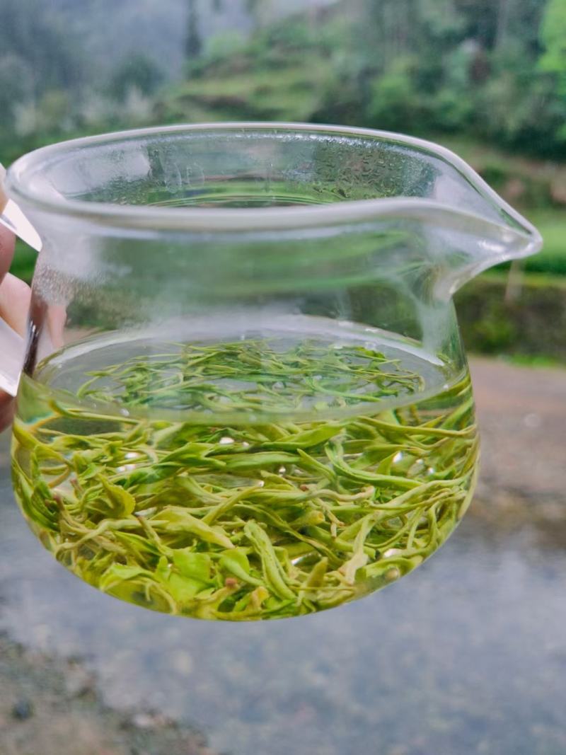 湖南省保靖黄金茶～绿茶（茶多酚含量高的绿茶）