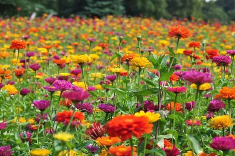百日草种子花期长花大颜色丰富花海品种一件代发
