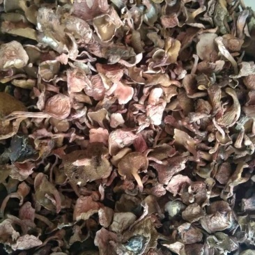 红乳菌，大量批发供应