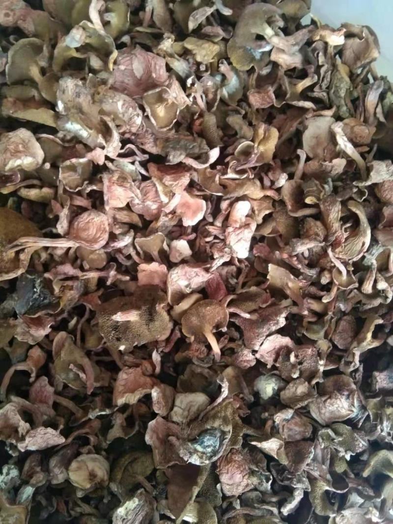 红乳菌，大量批发供应