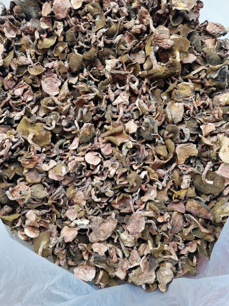 红乳菌，大量批发供应