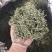 湖南省保靖黄金茶～绿茶（茶多酚含量高的绿茶）