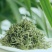湖南省保靖黄金茶～绿茶（茶多酚含量高的绿茶）