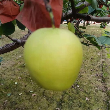 又大又甜的皇冠梨