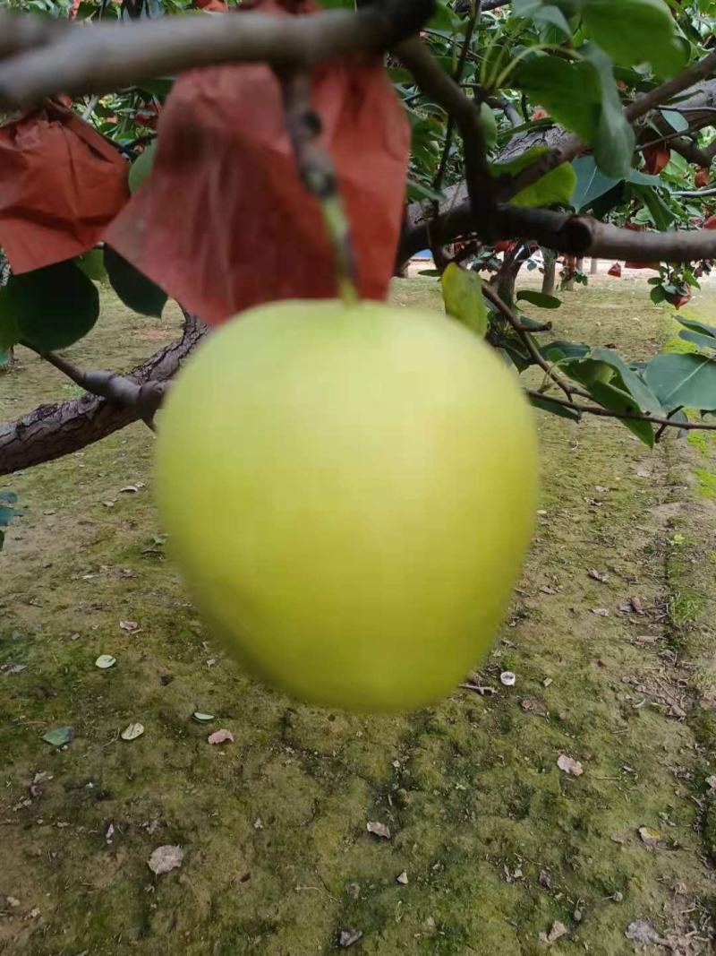 又大又甜的皇冠梨